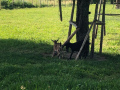 IMG-20210615-WA0032.jpg